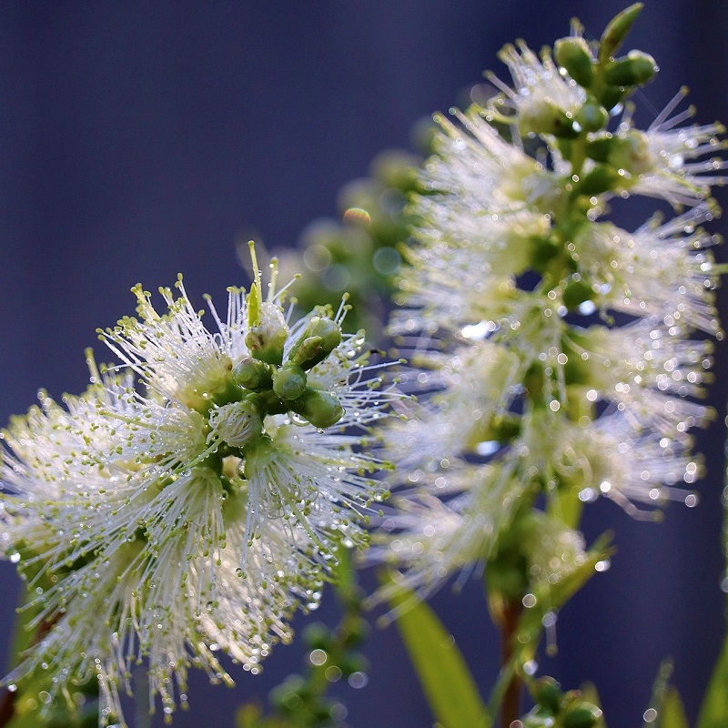 Callistemon viridiflorus (Grüner Zylinderputzer) florafutura Die