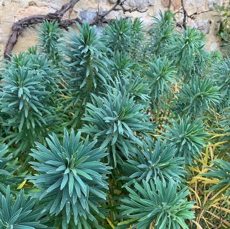 palmlilie insektenfreundlich Kaufen und kombinieren Sie Yucca filamentosa-Palmenlilien main image 0