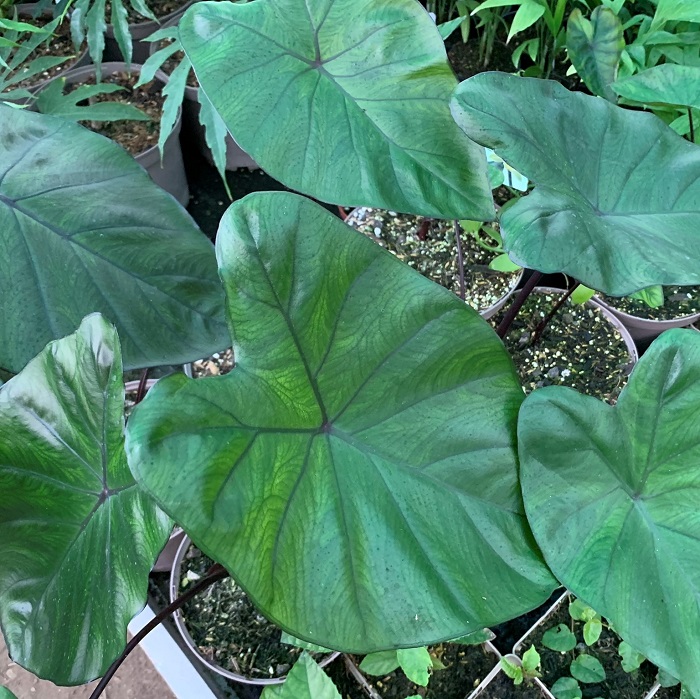 Colocasia esculenta 'Fontanesii' (Elefantenohr) - florafutura - Die  Zukunftsgrtnerei
