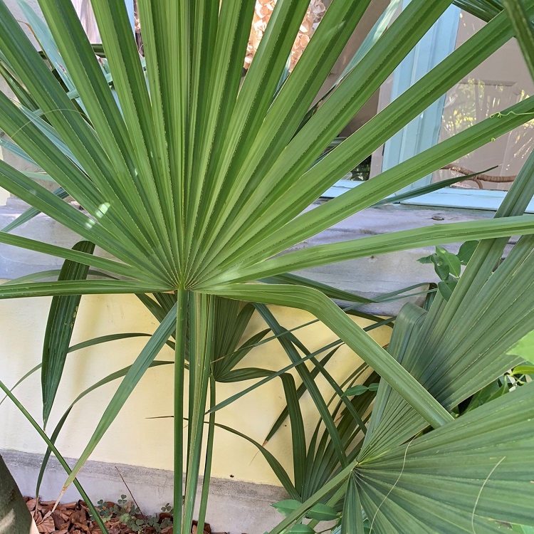 Sabal minor 'McCurtain' (Zwergpalmetto) florafutura Die