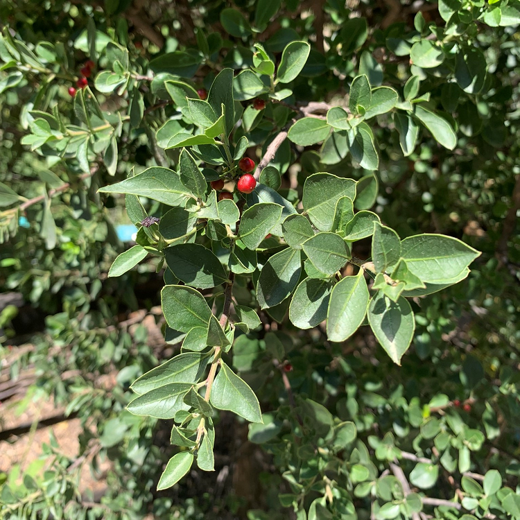 Rhamnus alaternus (Stechpalmen-Kreuzdorn) - florafutura - Die  Zukunftsgrtnerei