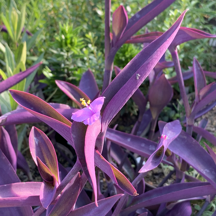 Tradescantia pallida (Mexikanische Dreimasterblume) - florafutura - Die  Zukunftsgrtnerei