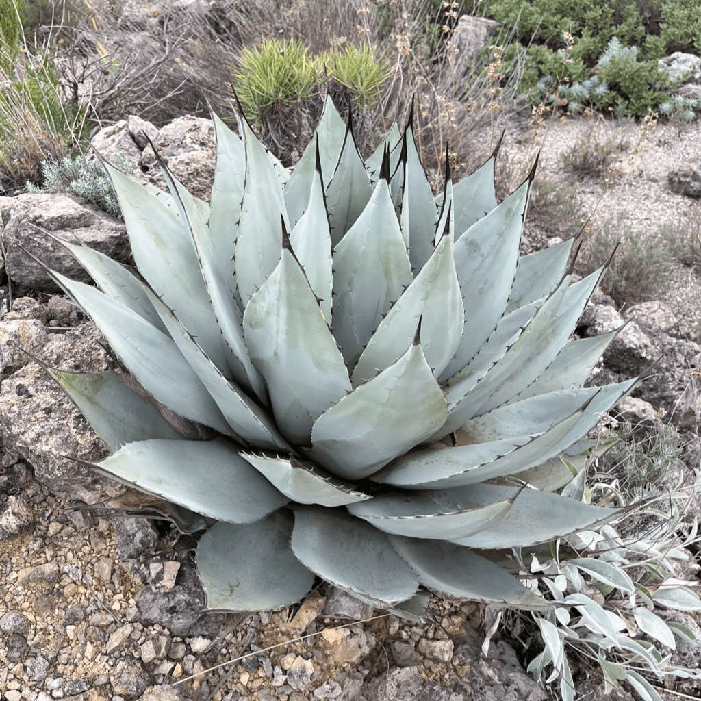 Agave havardiana (Chisos-Agave) - florafutura - Die Zukunftsgrtnerei