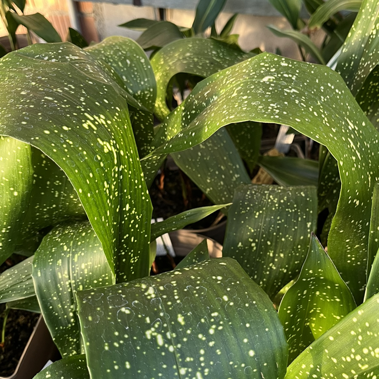 alocasia zebrina yellow leaf Alocasia Wentii Aurea / Gold Variegata – Rare yellow variegated tropical  plant – Green and White Plants